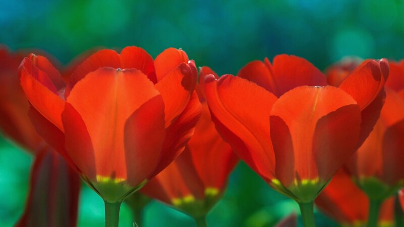 Red Tulips in Bloom — Serene, Afternoon, Photograph, Green Leaves