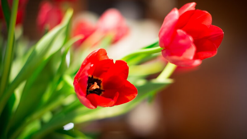 Red Tulips in Bloom — Serene, Afternoon, Photograph