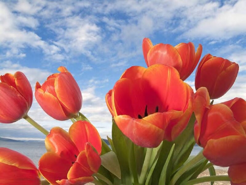 Red Tulips in Bloom — Serene, Afternoon