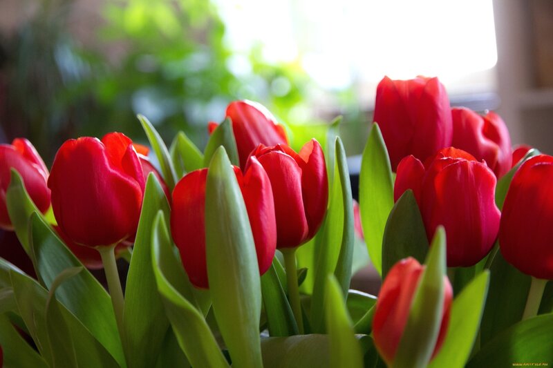 Red Tulips in Bloom — Serene, Morning