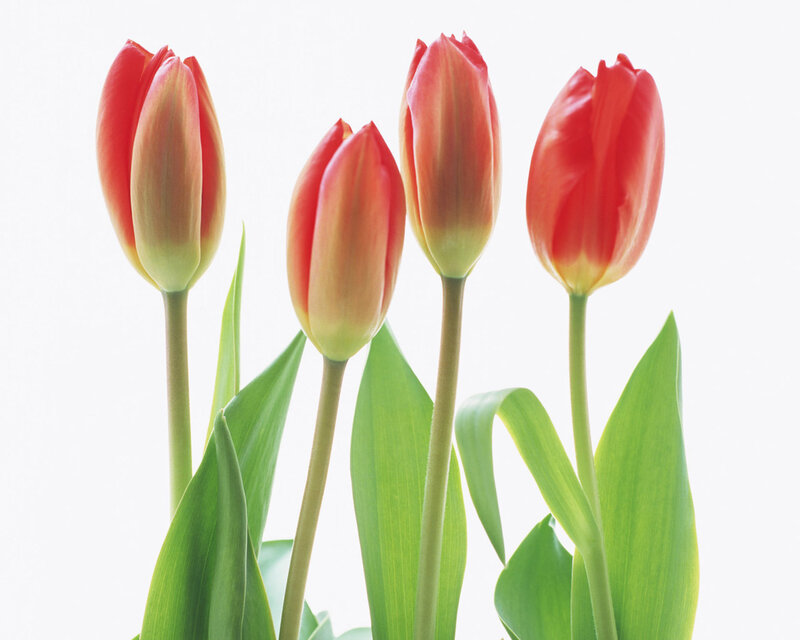 Red Tulips in Bloom — Serene, Photograph, Green Leaves, Stems