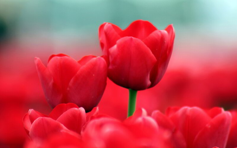 Red Tulips in Bloom — Serene, Photograph, Green Stem