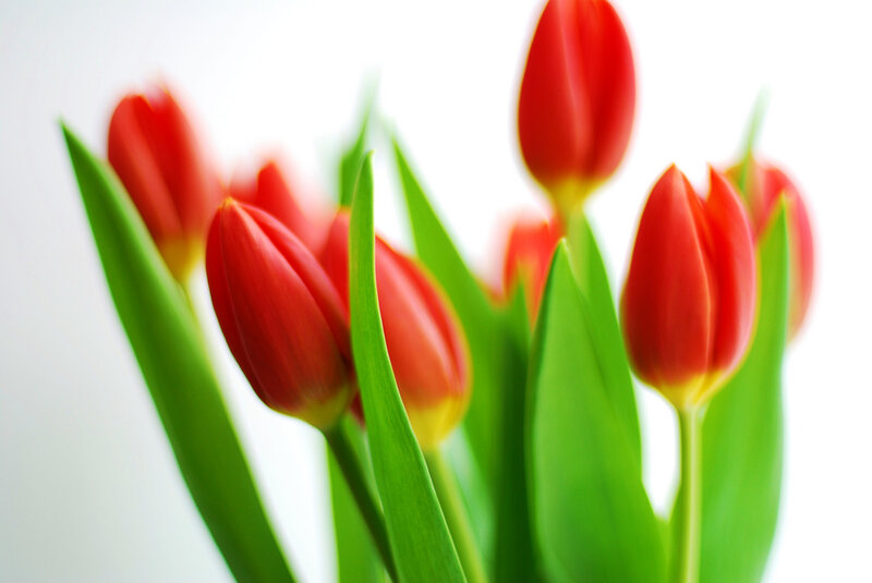 Red Tulips in Bloom — Serene, Photograph