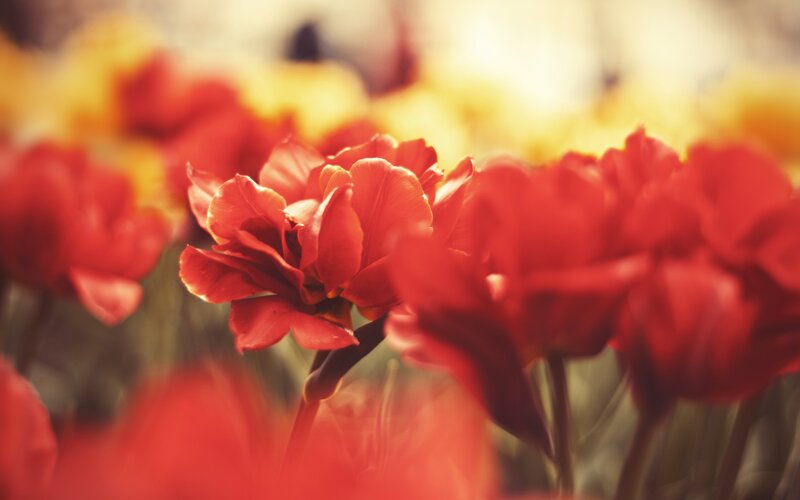 Red Tulips in Bloom — Serene, Spring, Photograph, Flowers, Blurred Background, Yellow