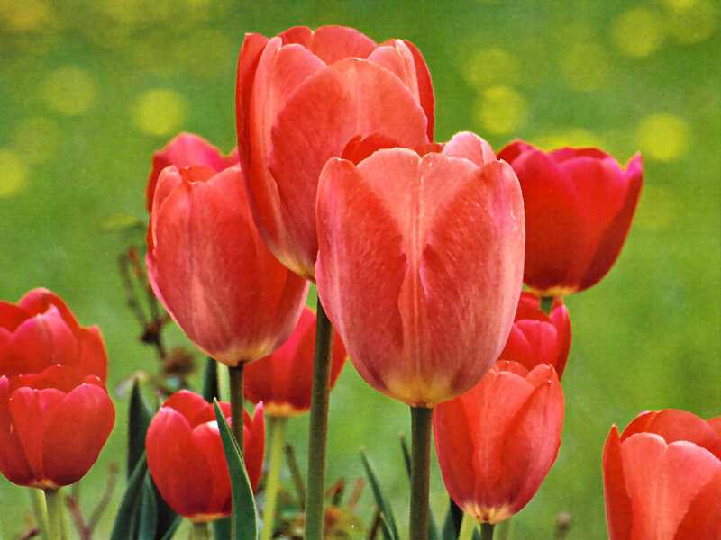 Red Tulips in Bloom — Serene, Spring, Photograph, Green Grass