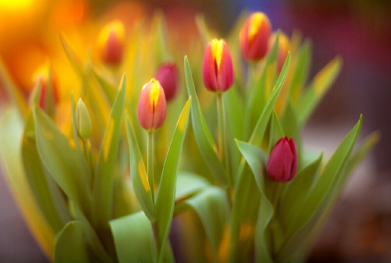 Red Tulips in Bloom — Serene, Spring, Photograph, Green Leaves, Buds