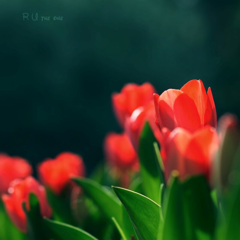 Red Tulips in Bloom — Serene, Spring, Photograph, Green Leaves, Dark Background