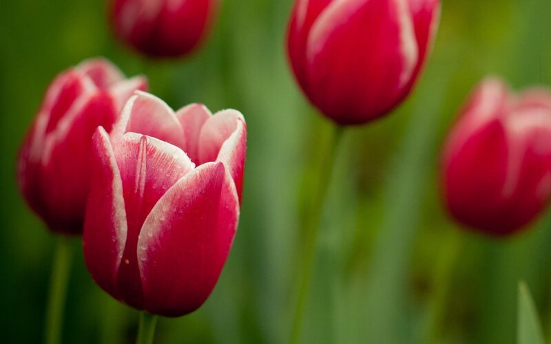 Red Tulips in Bloom — Serene, Spring, Photograph, Green Leaves, Flower Buds