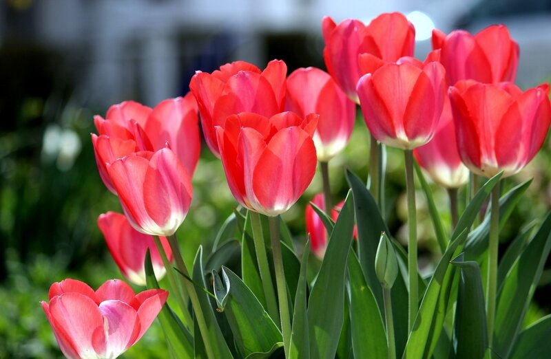 Red Tulips in Bloom — Serene, Spring, Photograph, Green Leaves, Sunlight
