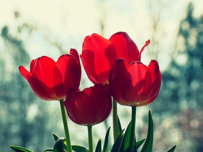 Red Tulips in Bloom — Serene, Spring, Photograph, Green Stems
