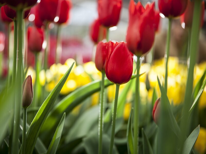 Red Tulips in Bloom — Serene, Spring, Photograph, Green Stems, Yellow Flowers