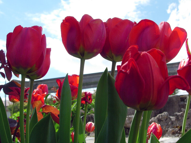 Red Tulips in Bloom — Serene, Spring, Photograph, Sky