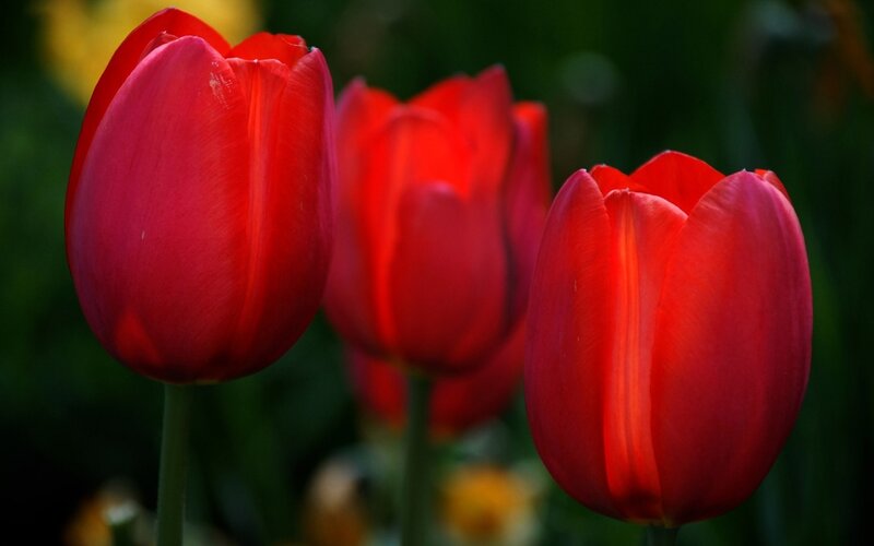 Red Tulips in Bloom — Serene, Spring, Photograph