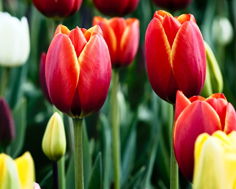 Red Tulips in Bloom — Serene, Spring, Photograph, White Tulip