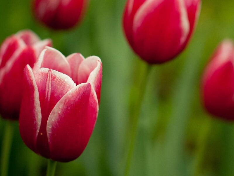 Red Tulips in Bloom — Serene, Spring