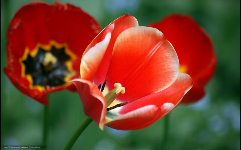 Red tulips in bloom