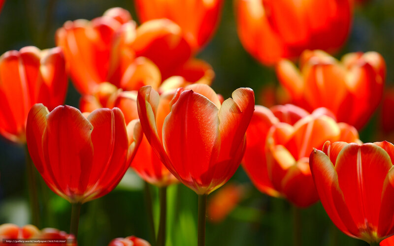 Red Tulips in Bloom — Vibrant, Afternoon, Photograph, Flowers