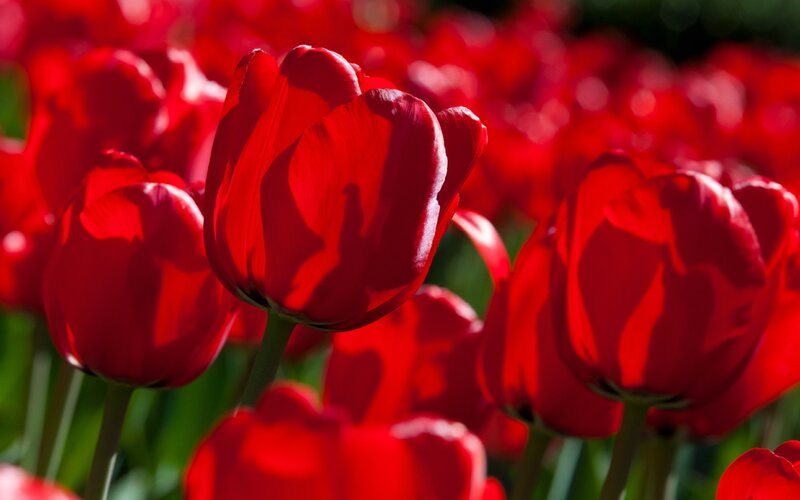 Red Tulips in Bloom — Vibrant, Afternoon, Photograph