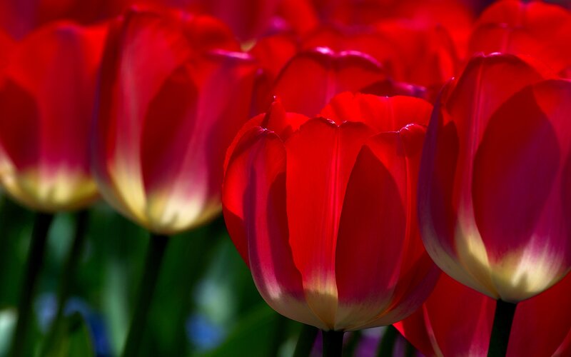 Red Tulips in Bloom — Vibrant, Afternoon