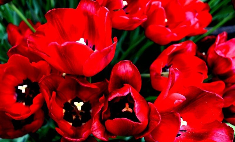 Red Tulips in Bloom — Vibrant, Photograph