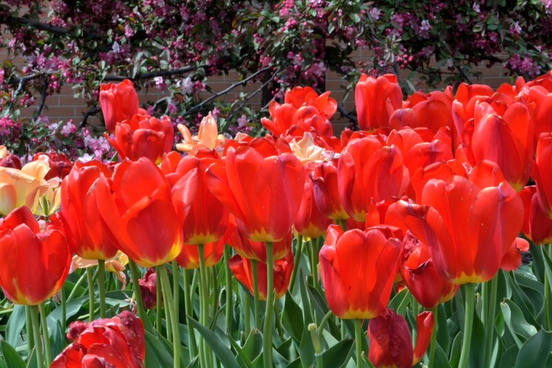 Red Tulips in Bloom — Vibrant, Spring, Photograph, Flowering Tree