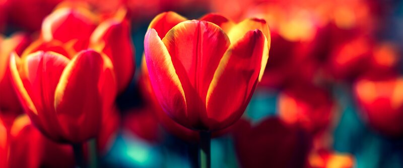 Red Tulips in Bloom — Vibrant, Spring, Photograph, Flowers