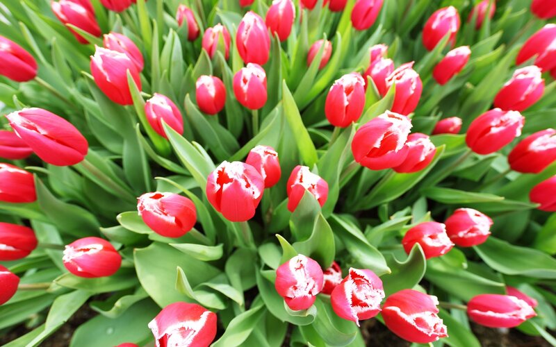 Red Tulips in Bloom — Vibrant, Spring, Photograph, Green Leaves, Flowers