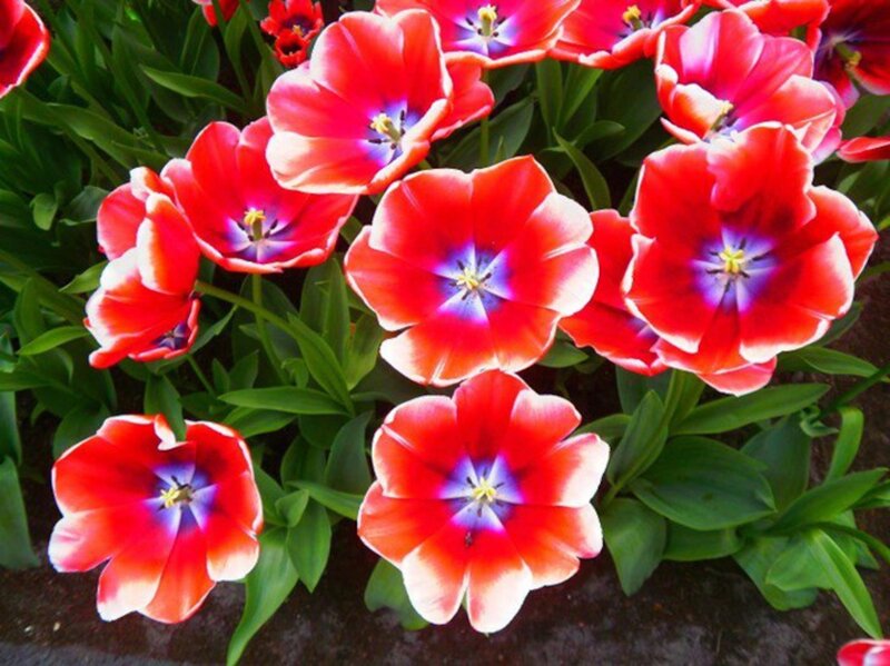 Red Tulips in Bloom — Vibrant, Spring, Photograph, Green Leaves, Soil
