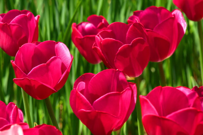 Red Tulips in Bloom — Vibrant, Spring, Photograph