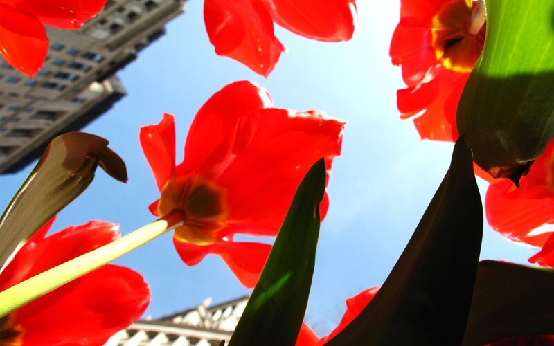 Red Tulips in Bloom — Vibrant, Spring, Photograph, Tulip