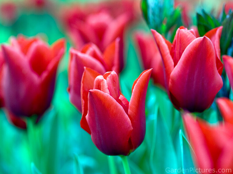 Red Tulips in Bloom — Vibrant, Spring