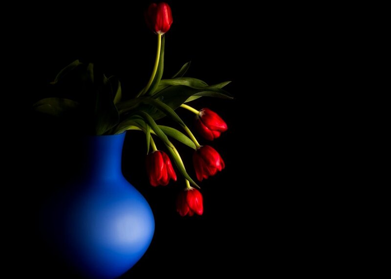 Red Tulips in Blue Vase — Dramatic, Photograph, Leaves