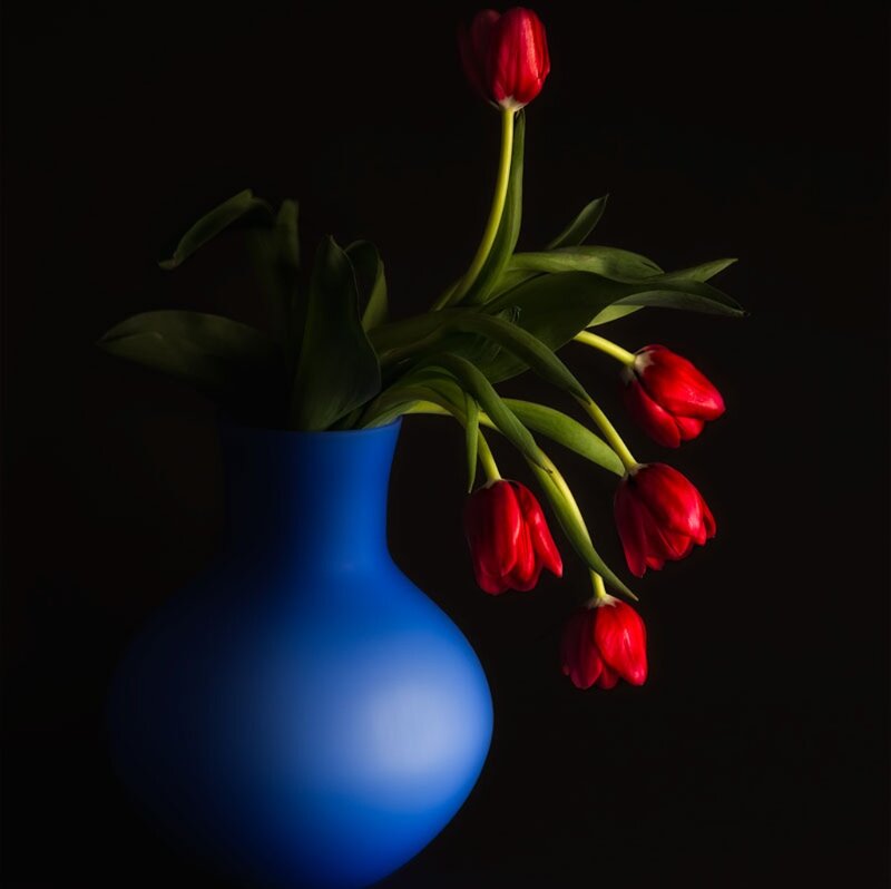 Red Tulips in Blue Vase — Dramatic, Photograph