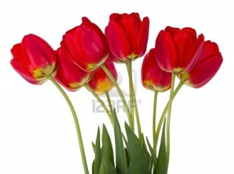 Red Tulips in Bouquet — Calm, Photograph, Green Stems