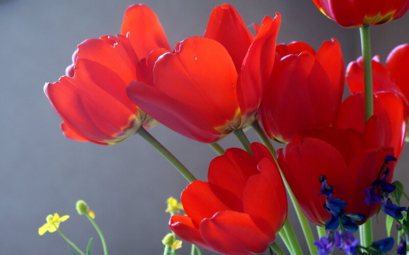 Red Tulips in Bouquet — Calm, Photograph