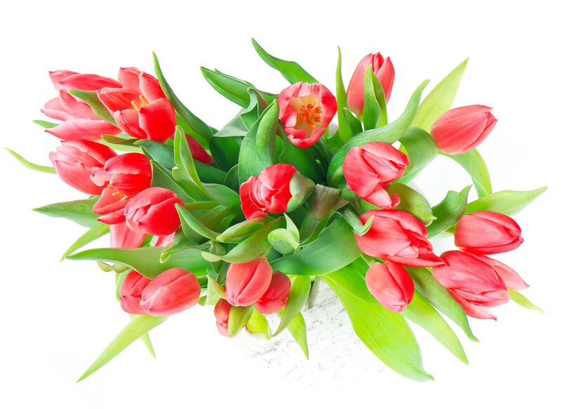 Red Tulips in Bouquet — Calm, Spring, Photograph