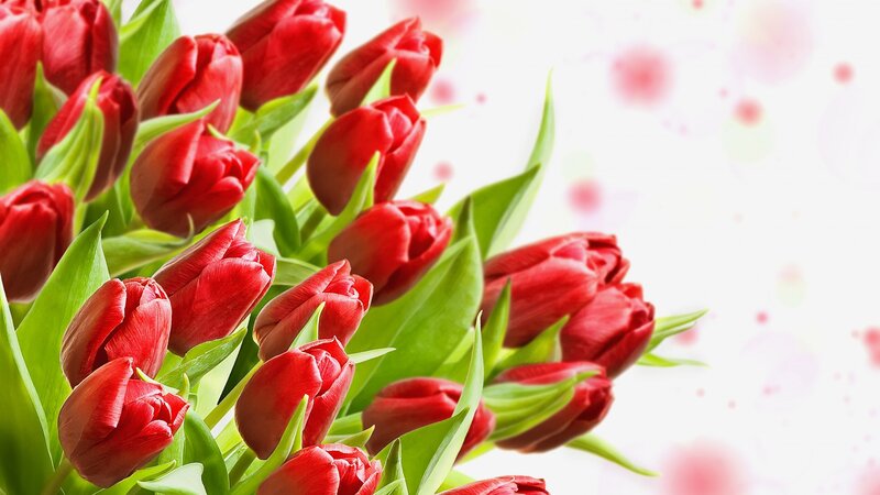 Red Tulips in Bouquet — Calm, Spring