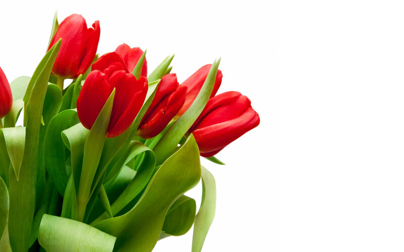 Red Tulips in Bouquet — Calm
