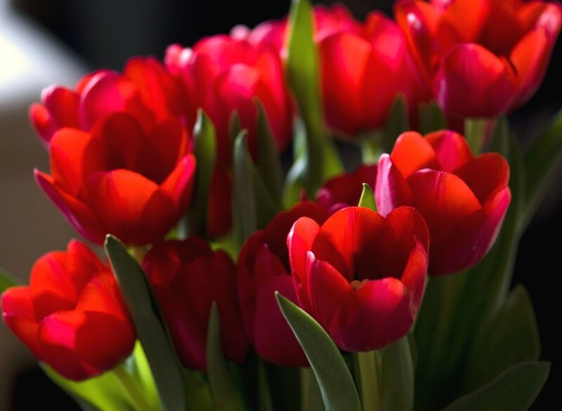 Red Tulips in Bouquet — Dramatic, Photograph, Green Leaves