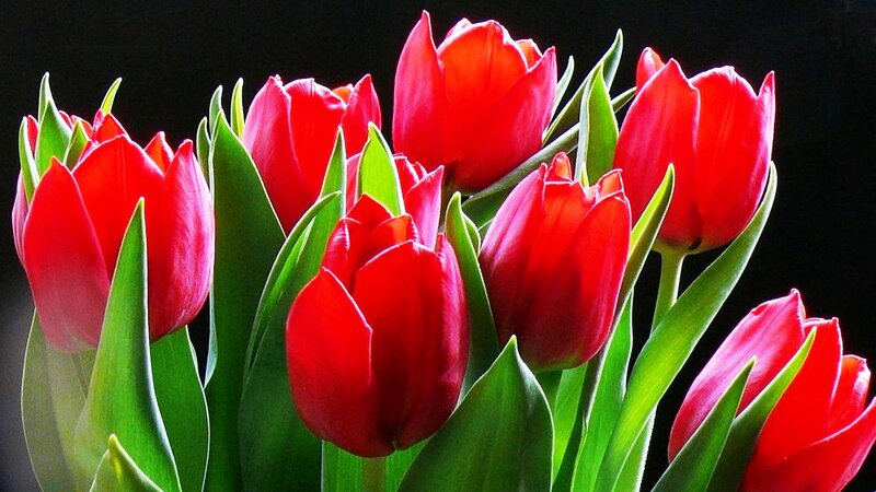 Red Tulips in Bouquet — Dramatic, Photograph