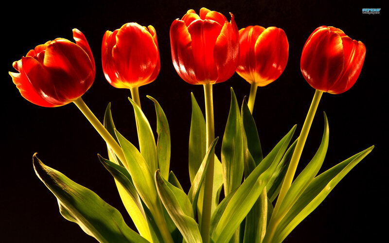 Red Tulips in Bouquet — Dramatic