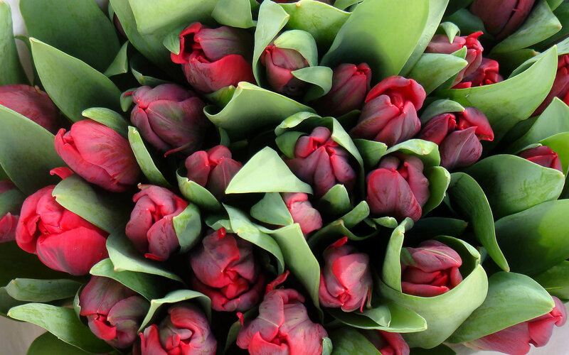 Red Tulips in Bouquet — Natural