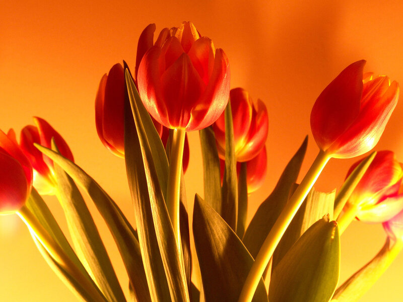 Red Tulips in Bouquet — Orange