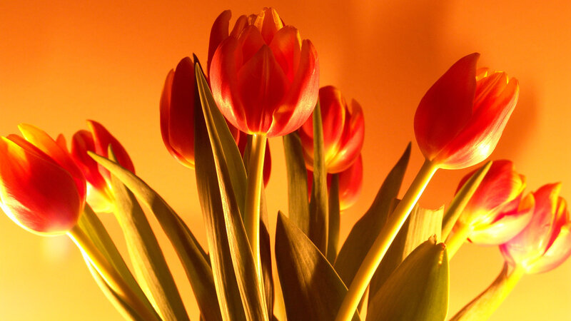 Red Tulips in Bouquet — Orange, Warm