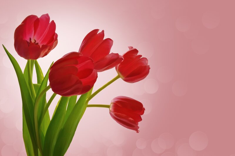Red Tulips in Bouquet — Serene
