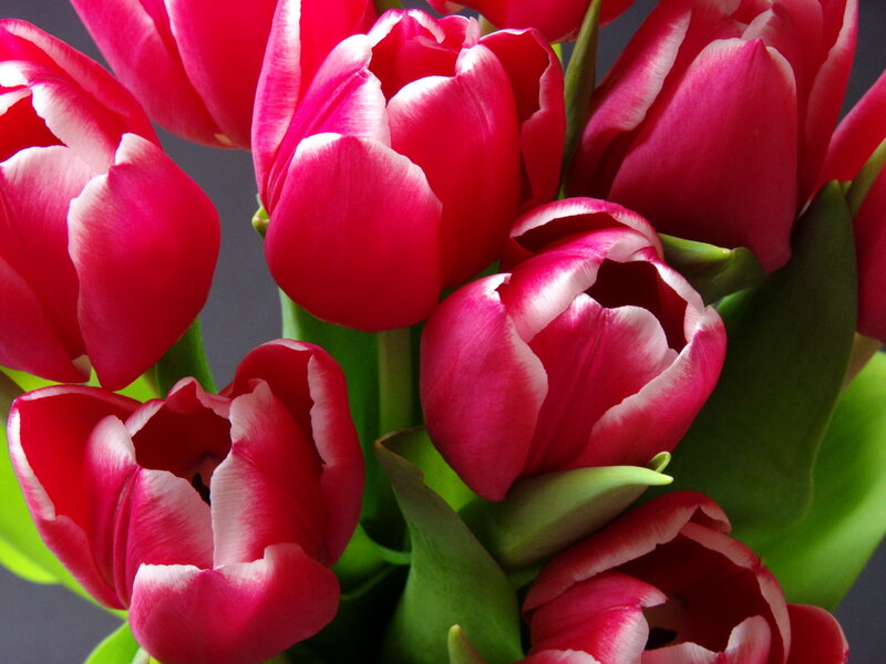 Red Tulips in Bouquet — Vibrant, Photograph