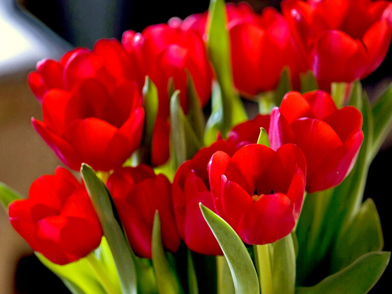 Red Tulips in Bouquet — Vibrant