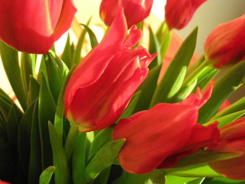 Red Tulips in Bouquet — Warm