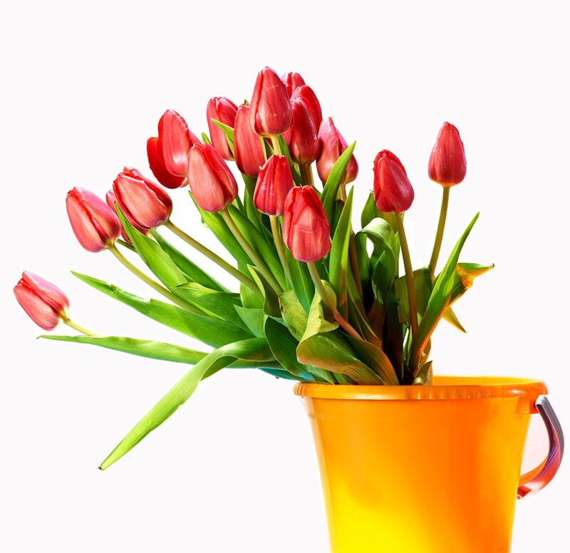 Red Tulips in Bucket — Bright
