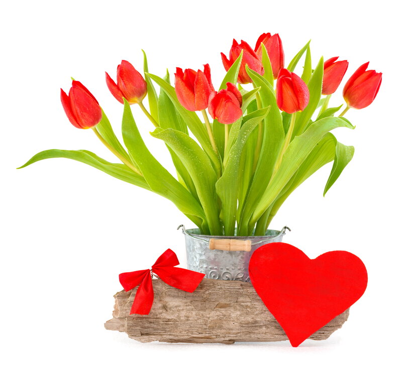 Red Tulips in Bucket